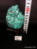 Natural blue turquoise stone with redwood stand 315.6 grams